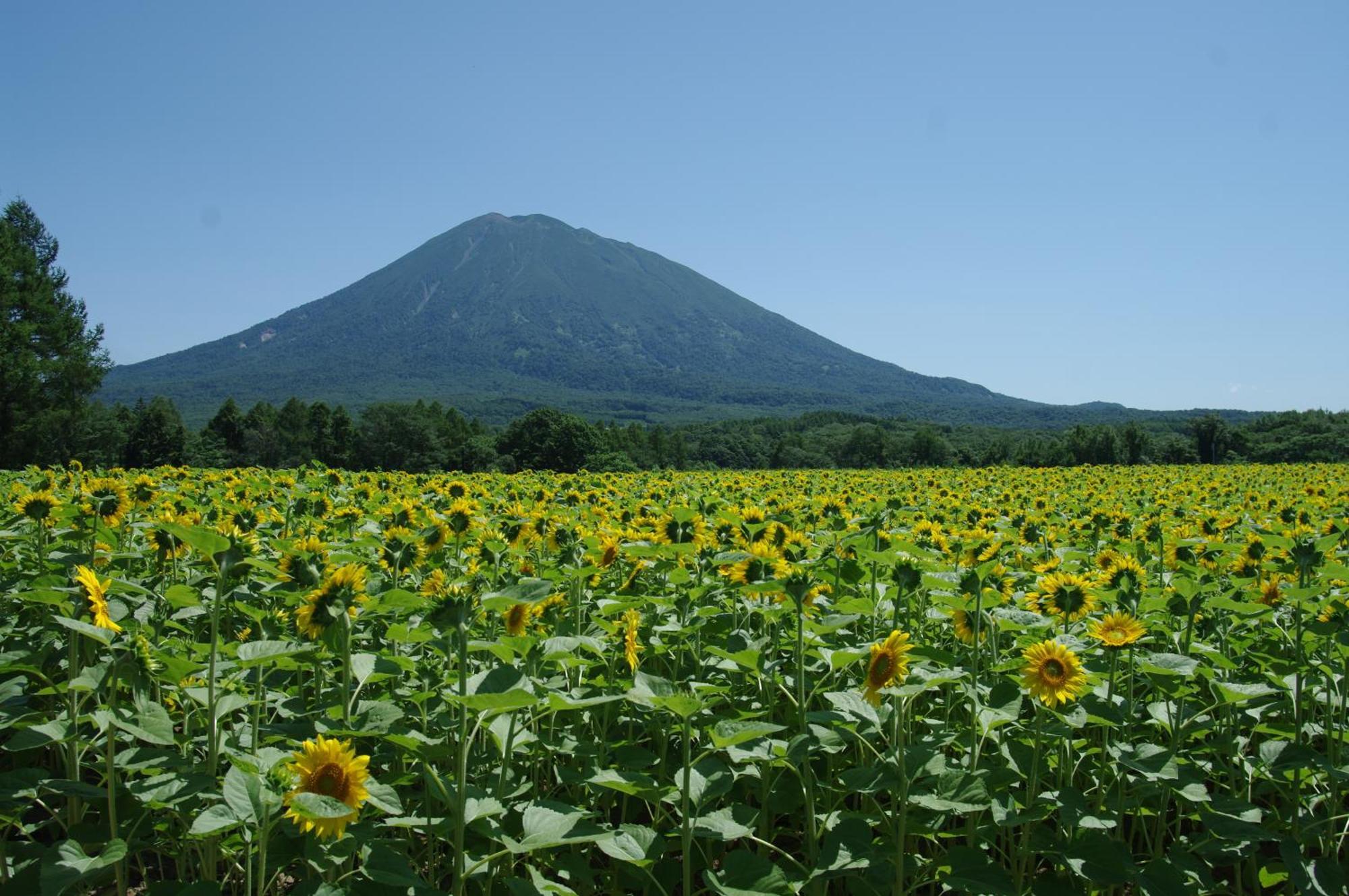 Villa Niseko Izumikyo à Kutchan Extérieur photo